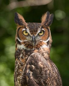 330px-bubo_virginianus_06